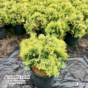 September 2025 5g Golden Globe Arborvitae Group Website